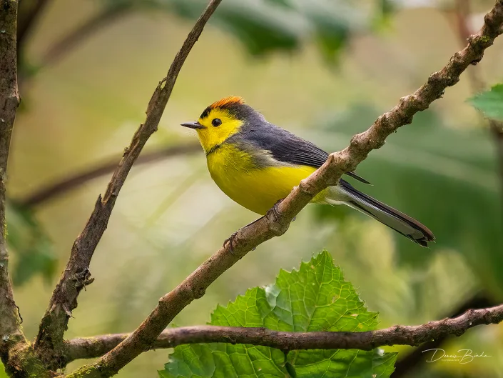 Collared Redstart Halsbandzanger in het bos
