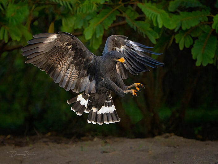 Common black-hawk, Zwarte buizerd landing pose