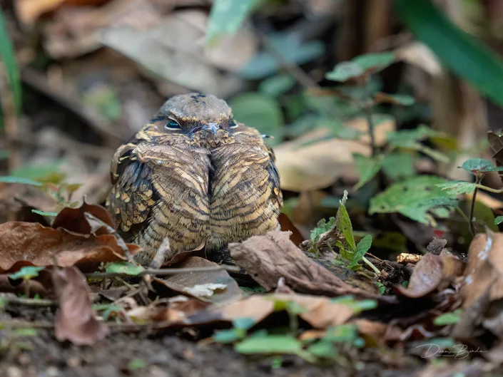 Common Pauraque sitting on the ground