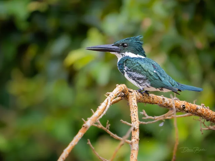Female Amazon kingfisher, Amazoneijsvogel on a bare branch