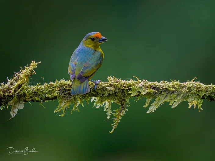 Female Olive-backed euphonia, Olijfrugorganist on mossy branch