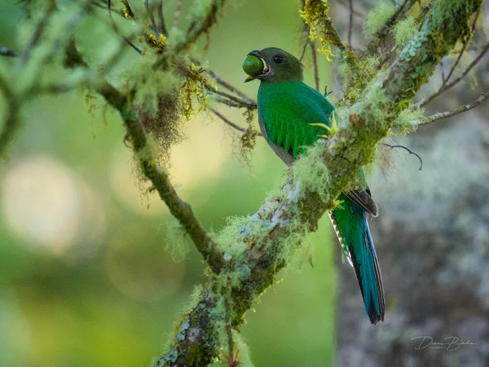 female Resplendent quetzal eating a avocado