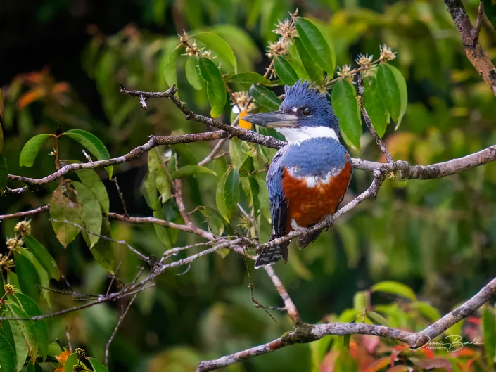 female Ringed kingfisher, Amazoneijsvogel between branches