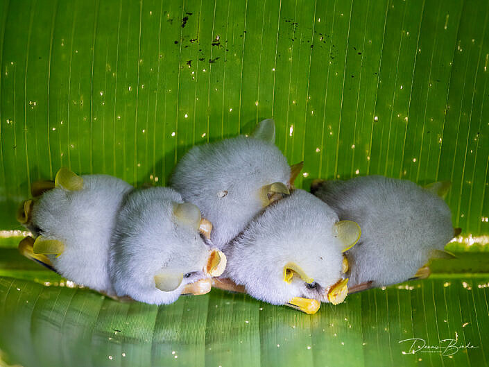 Five Honduran white bats, Witte vleermuizen together on a leaf