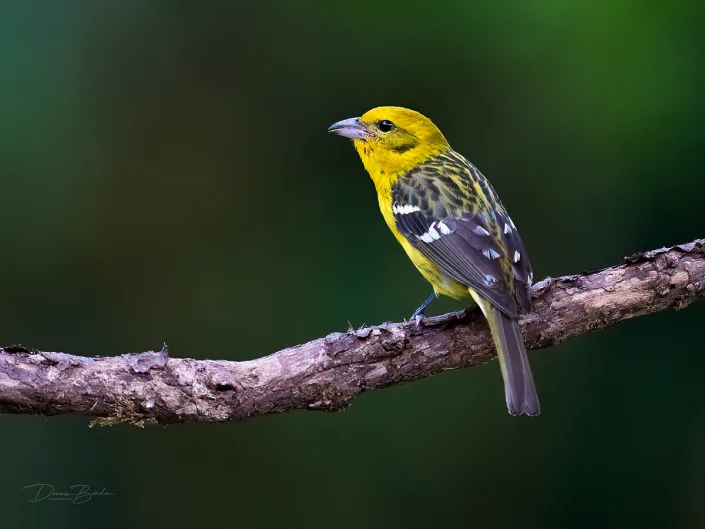 Flame-colored Tanager, Bloedtangare on a bare branch
