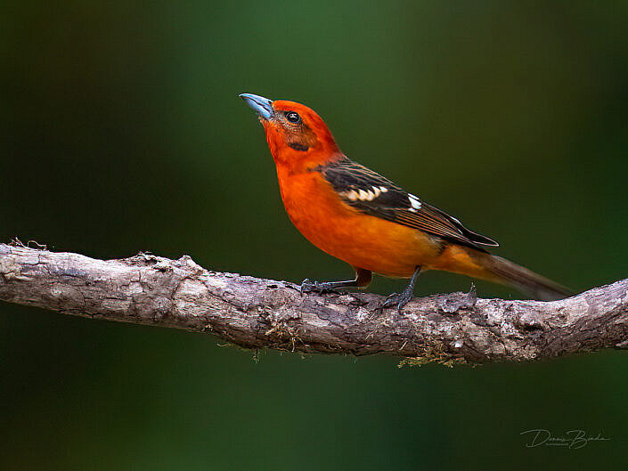 Flame-colored Tanager Bloedtangare op kale tak