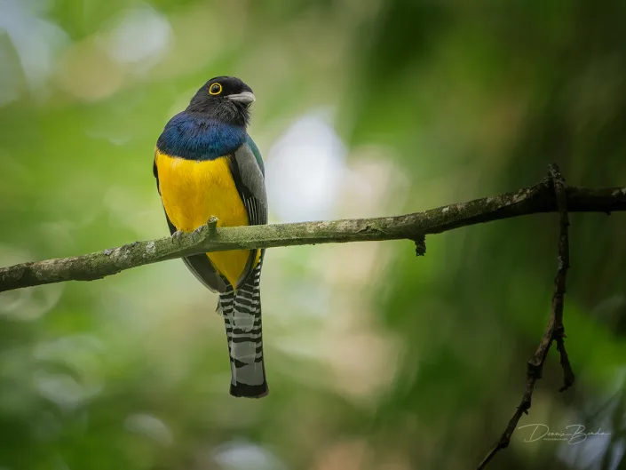 Gartered trogon, Goulds trogon on a branch