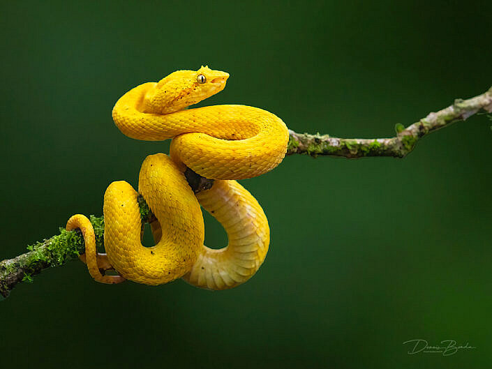 Golden eyelash-viper on a branch