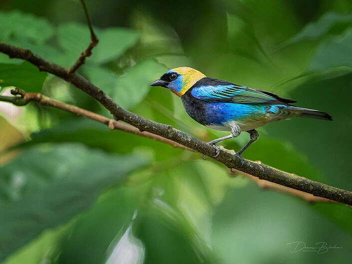 Golden-hooded tanager, Purpermaskertangare in a tree