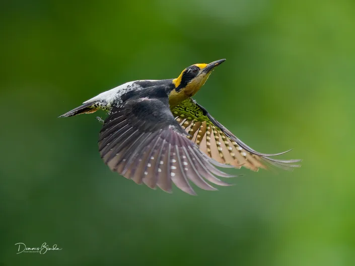 Golden-naped woodpecker Goudnekspecht in vlucht