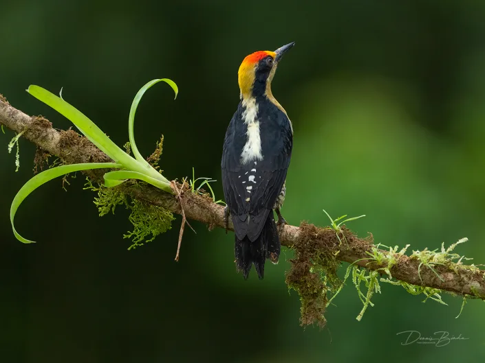 Golden-naped woodpecker, Goudnekspecht on a mossy branch