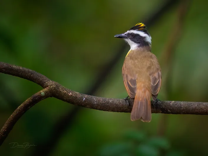 Great kiskadee, Grote kiskadie on a bare branch