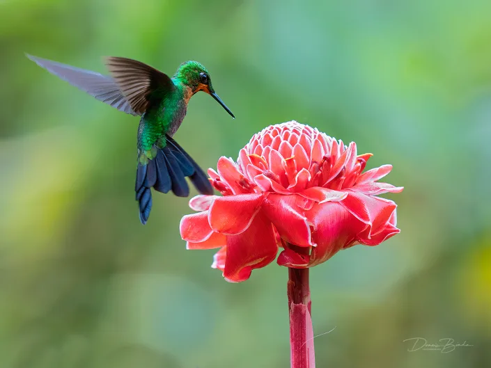 Green-crowned brilliant, Groenkruinbriljantkolibrie near a red flower