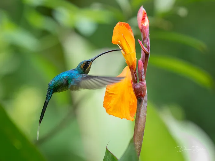Green hermit, Groene heremietkolibrie near yellow flower