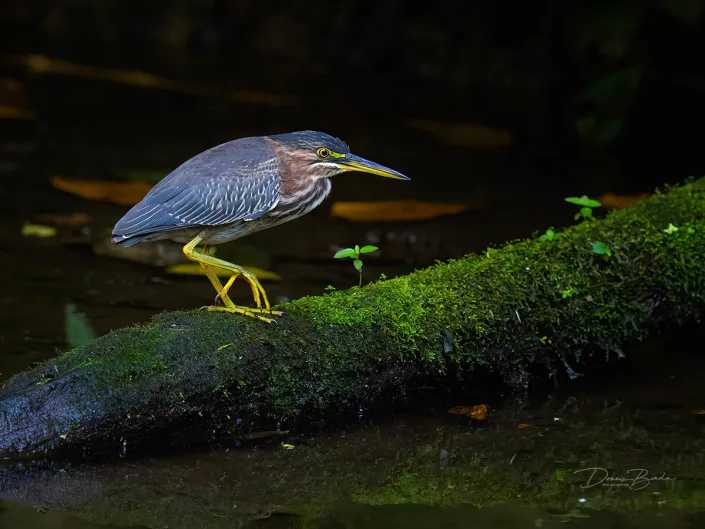 Green heron, Groene reiger on one leg