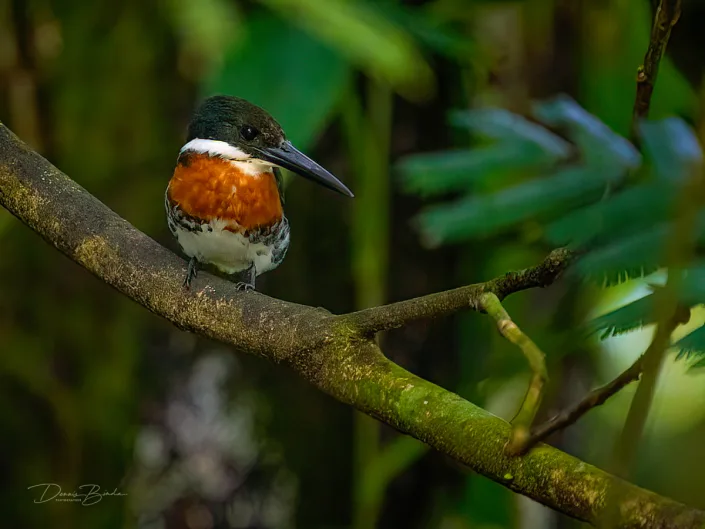 Male Green kingfisher, Groene ijsvogel on a branch