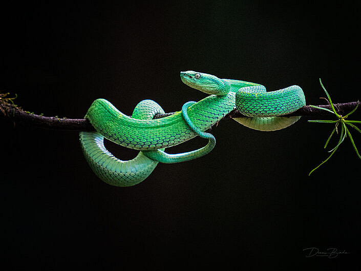 Green palm-pitviper, Bothriechis guifarroi curled around a branch