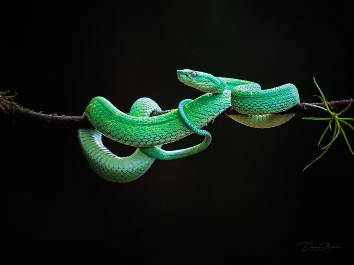 Green palm-pitviper, Bothriechis guifarroi curled around a branch