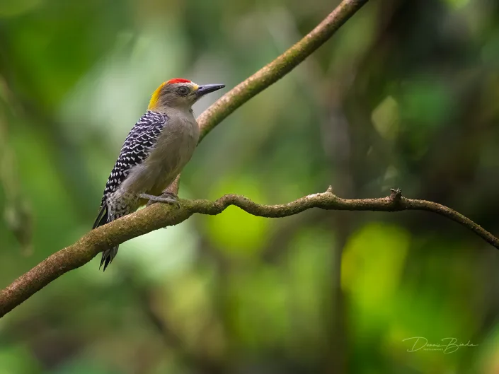 Hoffmann’s woodpecker, Hoffmanns specht on a branch