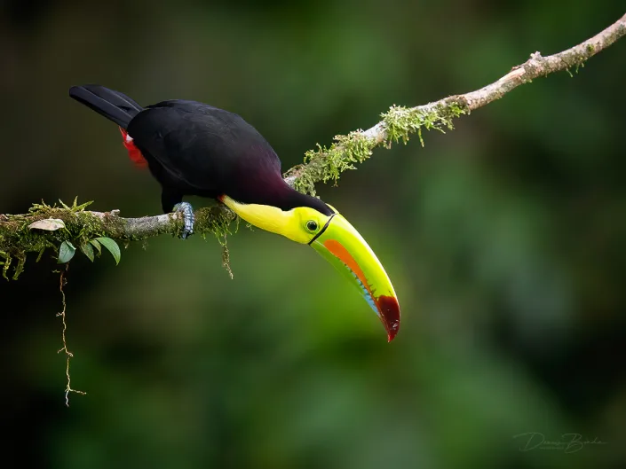 Keel-billed toucan, Zwavelborsttoekan looking down