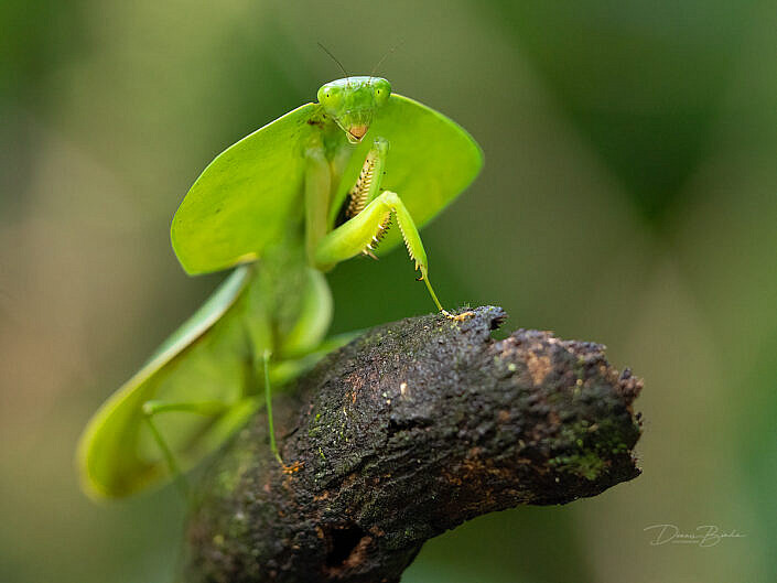 Leaf mantis on a branch