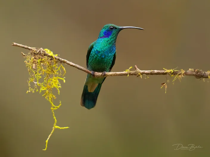Lesser violetear Kleine violetoorkolibrie op een dun takje
