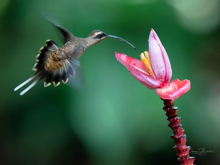 Long-billed hermit, Westelijke langstaartheremietkolibrie near banana plant