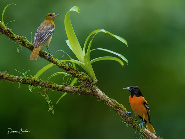 Male and female Baltimore oriole, Baltimoretroepiaal