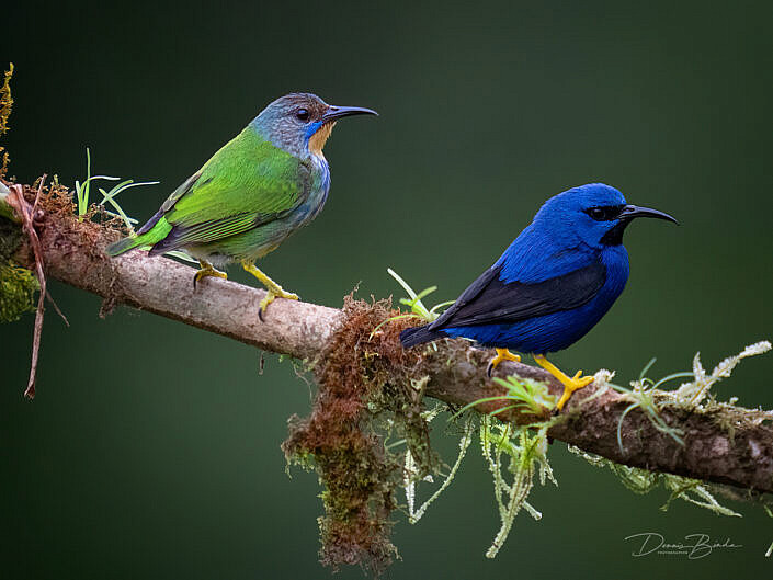 Male and female shining honeycreeper on a branch