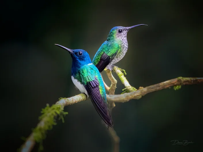 Male and female White-necked jacobin, Witnekkolibrie