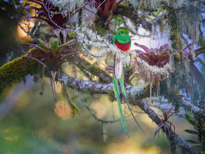 Male Resplendent quetzal on a mossy branch
