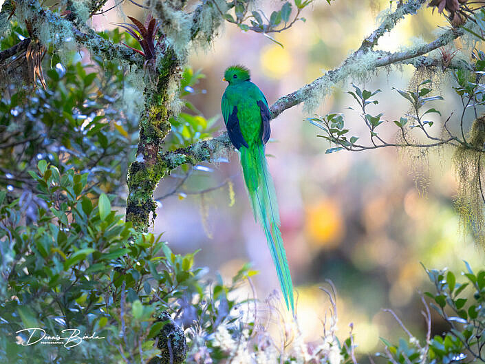 Resplendent quetzal on a white branch