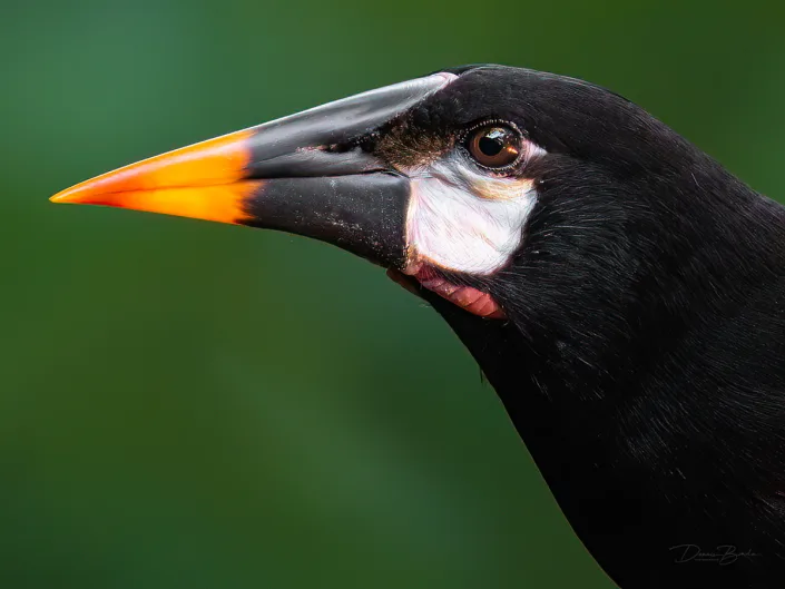 Montezuma oropendola portrait