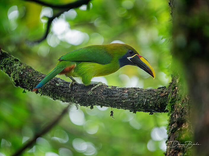 Northern Emerald-toucanet - Tucanete gorjiazul - Smaragdarassari