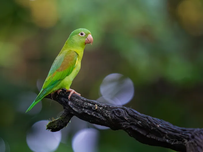 Orange-chinned parakeet, Toviparkiet on a dark branch