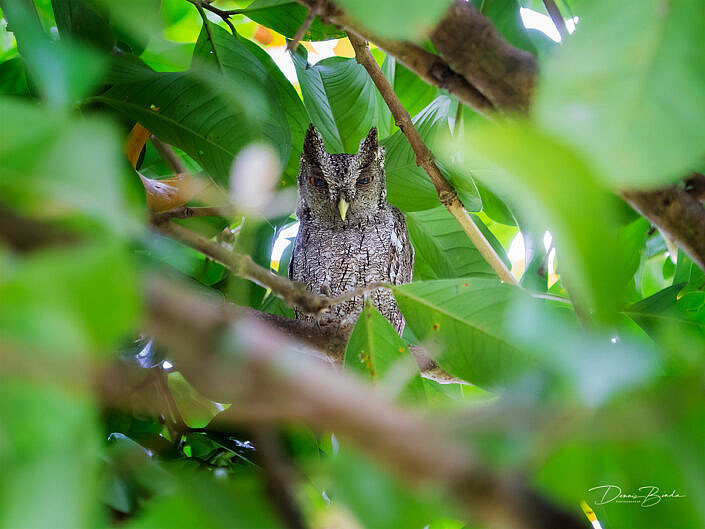 Pacific Screech Owl, Mangrove-schreeuwuil between leaves