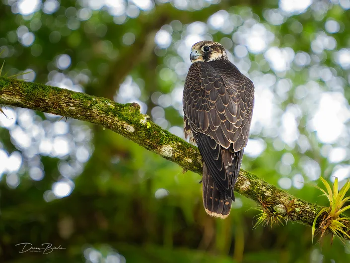 Peregrine falcon, Slechtvalk sitting in tree