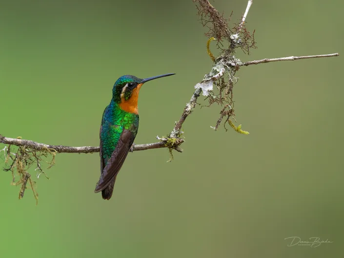 Purple-throated Mountain-gem, Purperkeeljuweelkolibrie on a thin branch