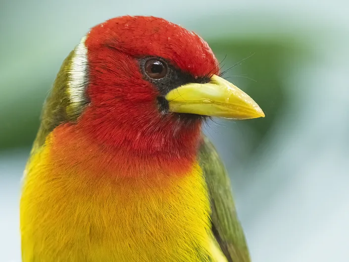 Red-headed barbet , Roodkopbaardvogel portrait