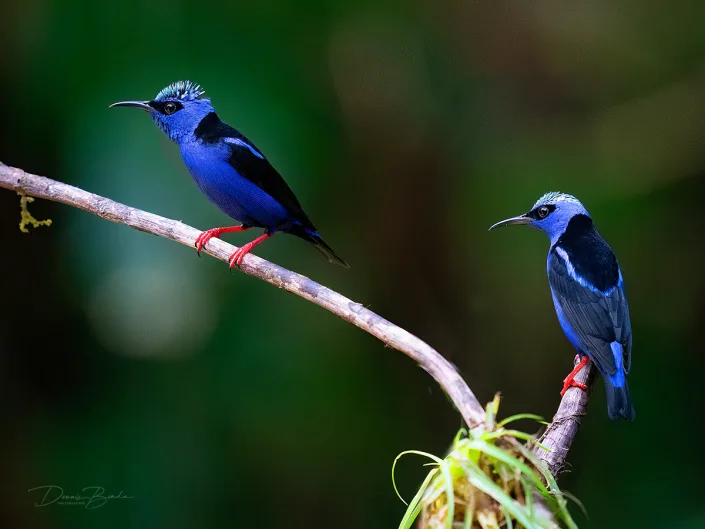 Red-legged honeycreeper Blauwe suikervogel s naast elkaar