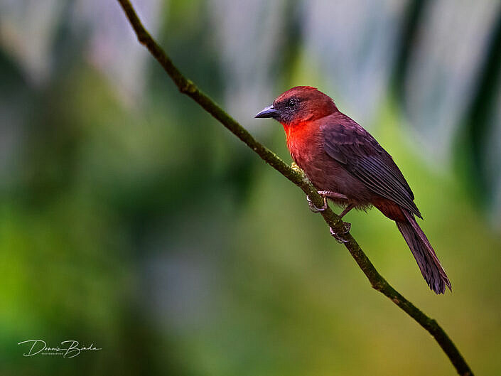 Red-throated ant-tanager, Roodkeelmiertangare on a branch