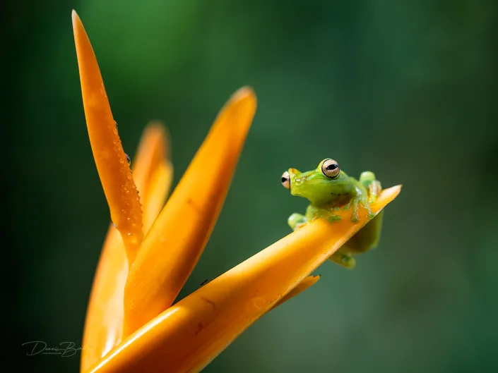 Red-webbed tree frog on a yellow plant