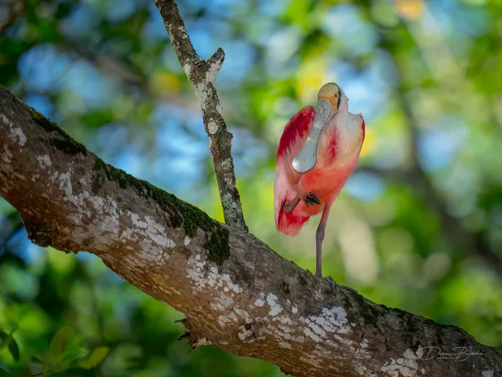 Roseate spoonbill, Roze lepelaar resting on one leg