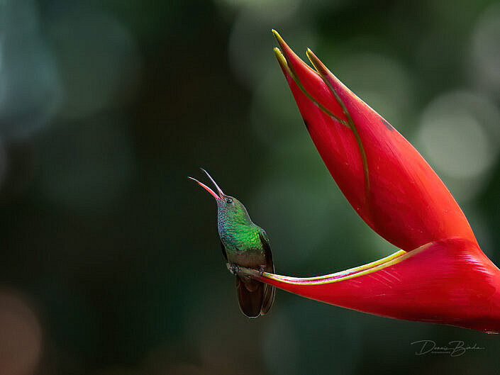 Rufous-tailed hummingbird Roodstaartamazilia sitting on red flower