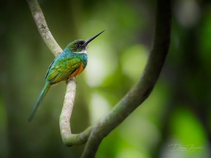 Rufous-tailed jacamar, Roodstaartglansvogel on a bare branch