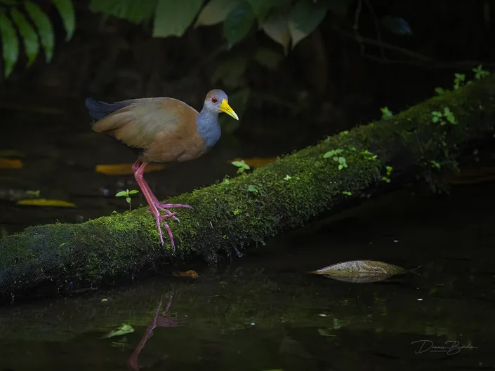 Russet-naped Wood-Rail, Witbuikbosral near water