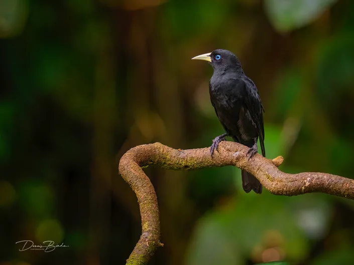 Scarlet-rumped cacique, Grote bloedstuitbuidelspreeuw on a bare branch