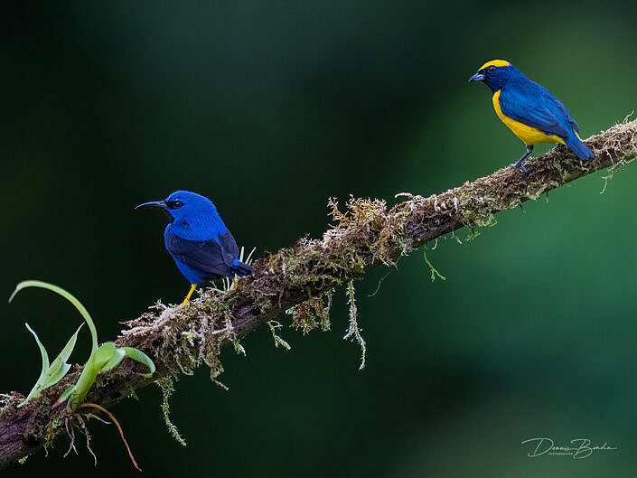 Shining honeycreeper and Yellow-crowned euphonia on a branch