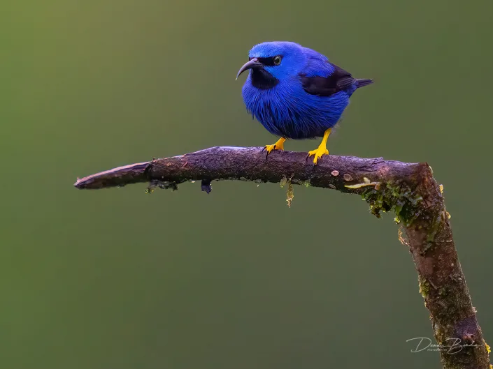 Shining honeycreeper, Geelpootsuikervogel on a bare branch