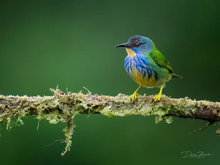 Female Shining honeycreeper, Geelpootsuikervogel on a mossy branch
